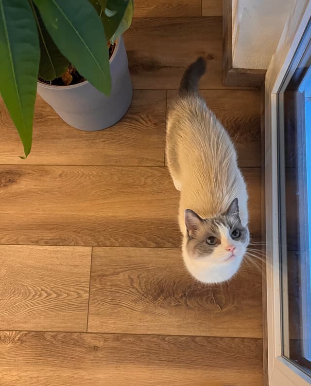 Heidi